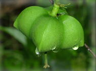 Sacha Inchi Frucht